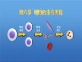人教版2019高中生物必修1课件6-1细胞的增殖(新教材有限版)
