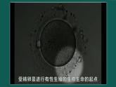 人教版2019高中生物必修1课件6-2细胞的分化(新教材有限版)