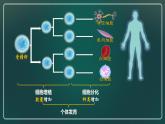 人教版2019高中生物必修1课件6-2细胞的分化(新教材有限版)
