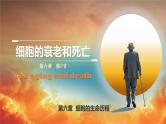 人教版2019高中生物必修1课件6-3细胞的衰老和死亡(新教材有限版)