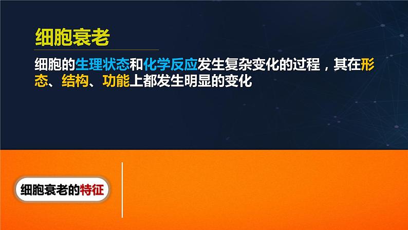 人教版2019高中生物必修1课件6-3细胞的衰老和死亡(新教材有限版)05