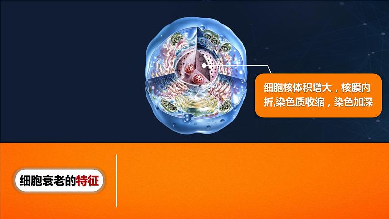 人教版2019高中生物必修1课件6-3细胞的衰老和死亡(新教材有限版)06