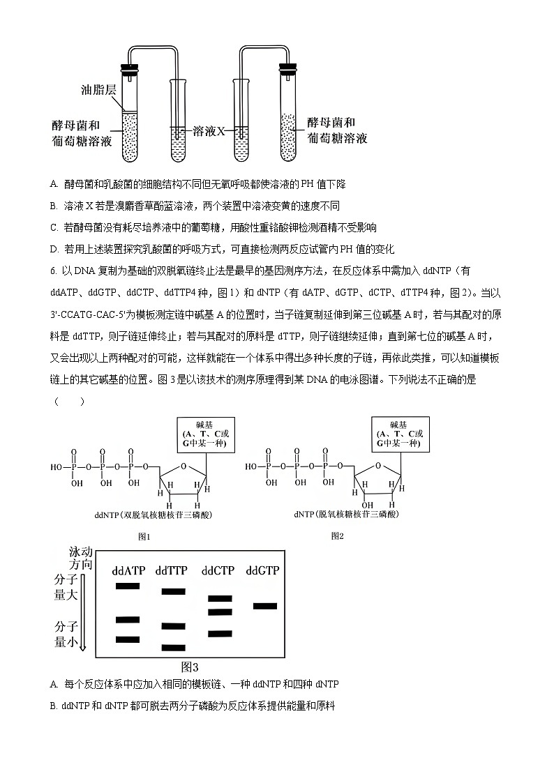 2024届湖北省黄冈中学高三下学期5月第四次模拟考试生物试题 （原卷版+解析版）03