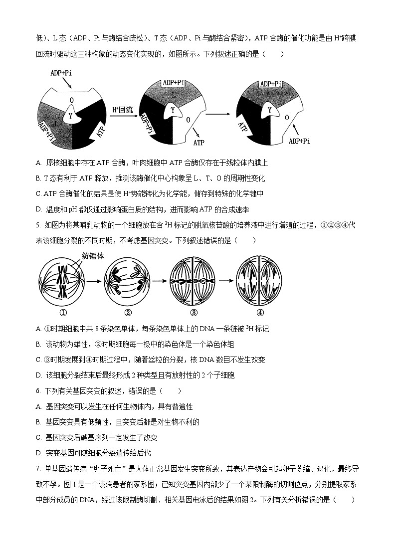 2024届辽宁省名校联高三高考模拟卷（四）生物试题（原卷版+解析版）02