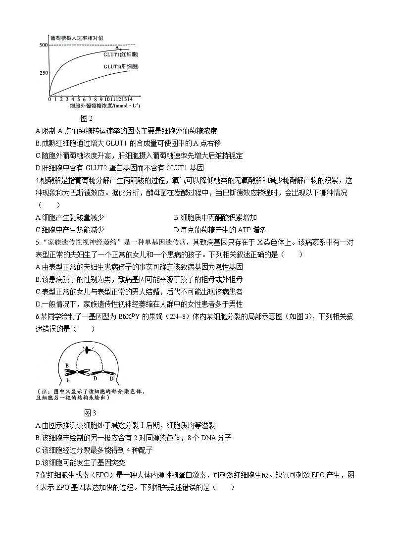 2024贵阳一中高三下学期5月三模试题生物含解析02