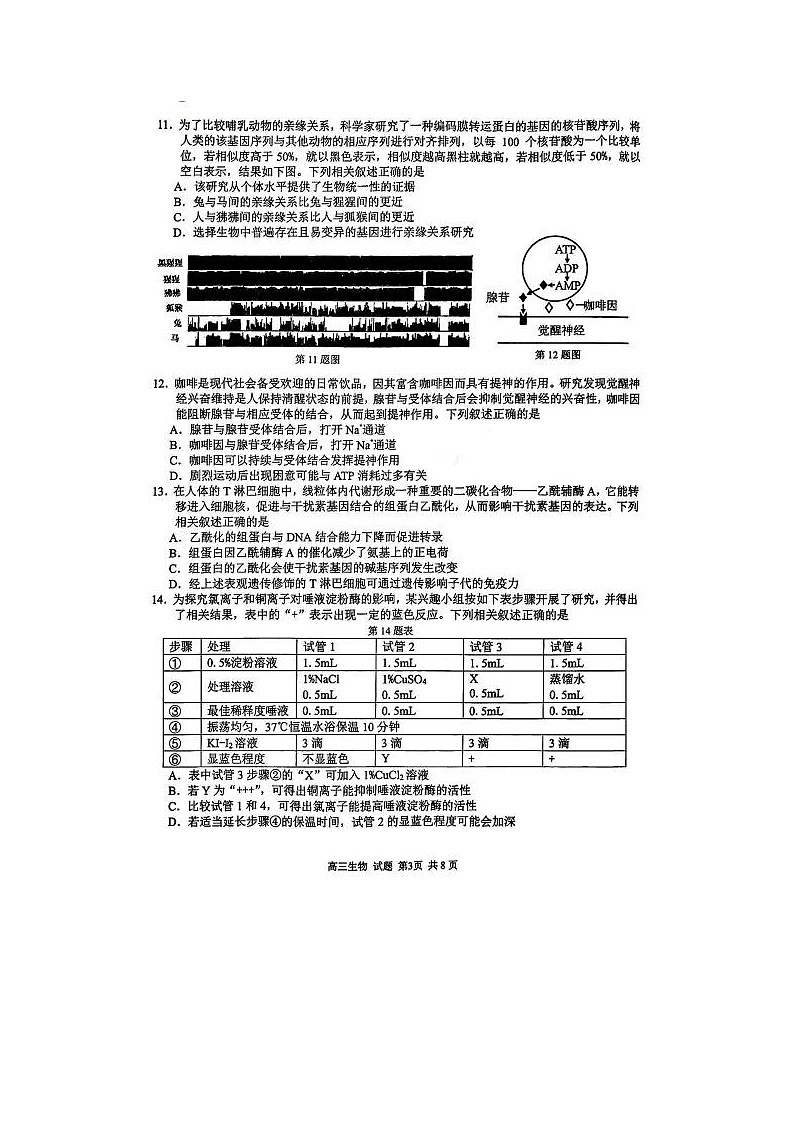 2024届浙江精诚联盟适应性联考高三生物试题第3页