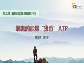 人教版2019高中生物必修1课件5-2细胞的能量“货币”——ATP(新教材有限版)