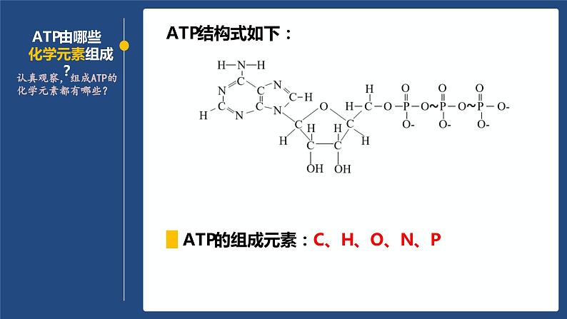 人教版2019高中生物必修1课件5-2细胞的能量“货币”——ATP(新教材有限版)08