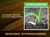人教版2019高中生物必修1课件5-4光合作用与能量转化第1课时(新教材有限版)