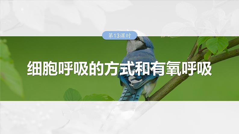 2024届高三生物一轮复习课件第三单元　第13课时　细胞呼吸的方式和有氧呼吸01