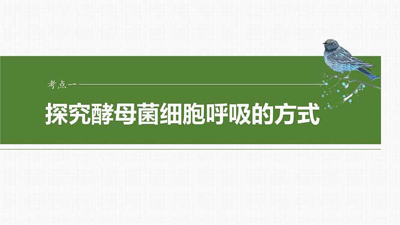 2024届高三生物一轮复习课件第三单元　第13课时　细胞呼吸的方式和有氧呼吸04