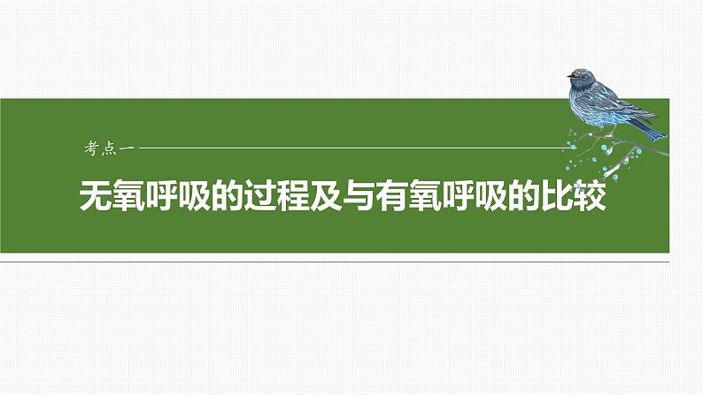 2024届高三生物一轮复习课件第三单元　第14课时　无氧呼吸、细胞呼吸的影响因素及其应用04