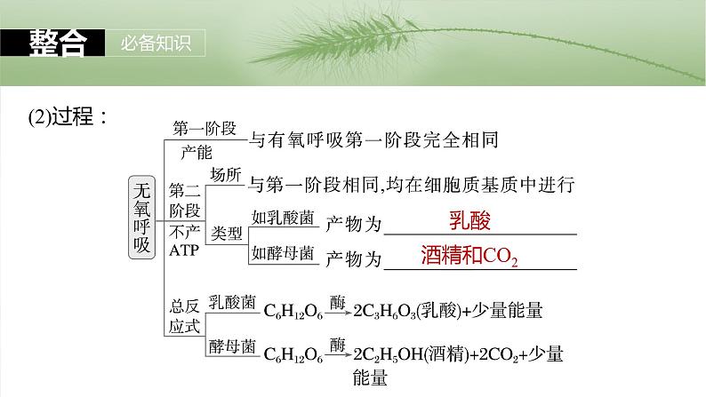 2024届高三生物一轮复习课件第三单元　第14课时　无氧呼吸、细胞呼吸的影响因素及其应用06