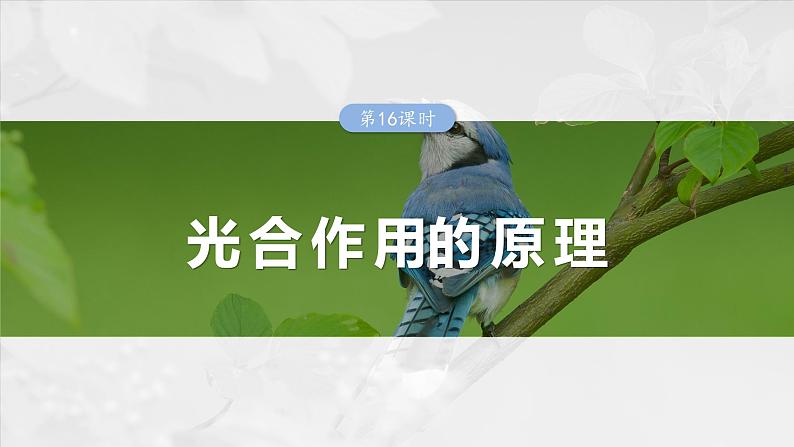 2024届高三生物一轮复习课件第三单元　第16课时　光合作用的原理01