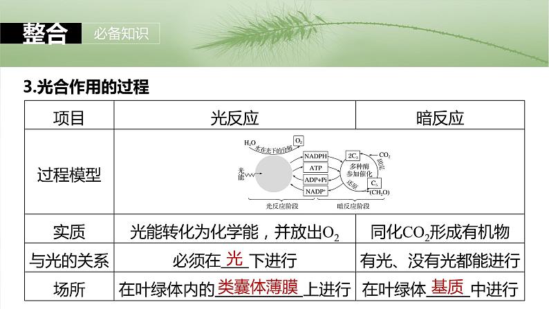 2024届高三生物一轮复习课件第三单元　第16课时　光合作用的原理06