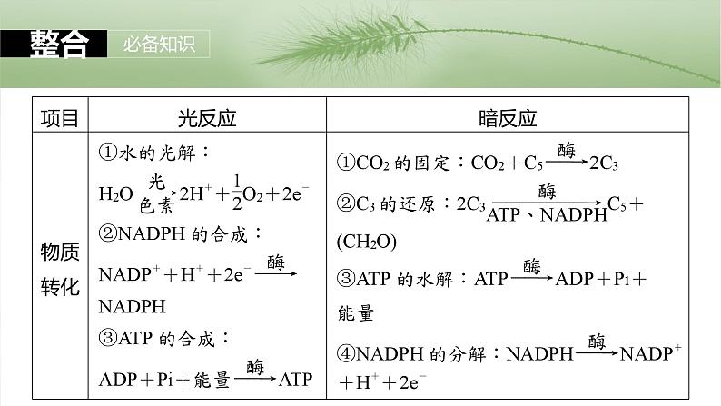 2024届高三生物一轮复习课件第三单元　第16课时　光合作用的原理07