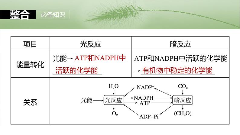 2024届高三生物一轮复习课件第三单元　第16课时　光合作用的原理08