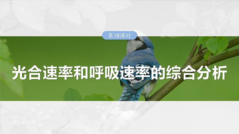 2024届高三生物一轮复习课件第三单元　第18课时　光合速率和呼吸速率的综合分析第1页