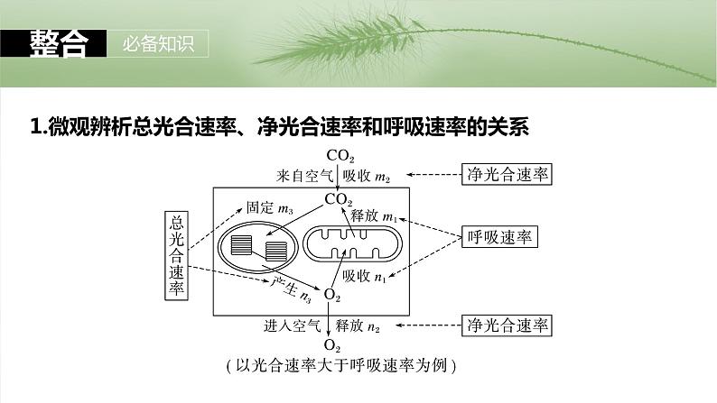 2024届高三生物一轮复习课件第三单元　第18课时　光合速率和呼吸速率的综合分析第5页