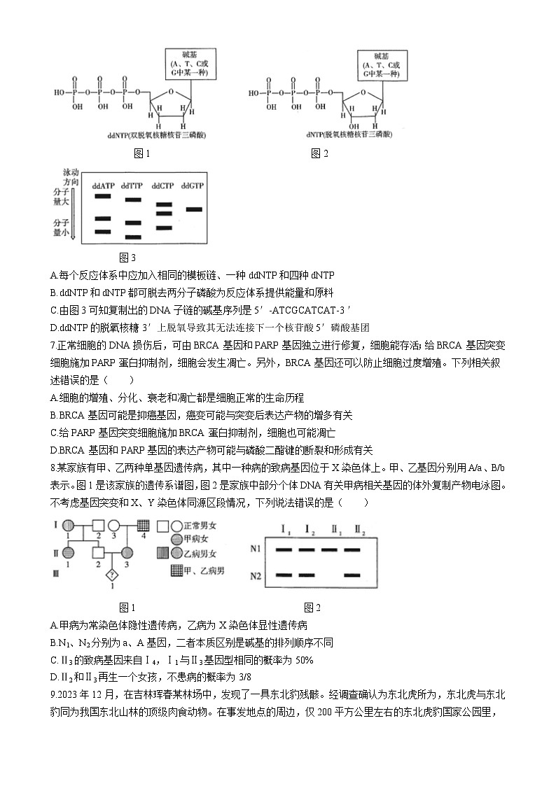 2024黄冈中学高三下学期5月四模生物试题含答案03