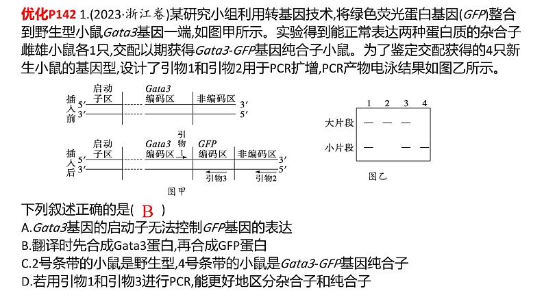 2024届高三生物二轮复习专项练习课件：PCR中引物专题第3页