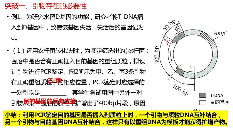 2024届高三生物二轮复习专项练习课件：PCR中引物专题第4页