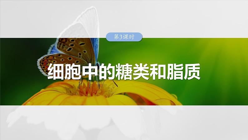 2024届高三生物一轮复习课件　第3课时　细胞中的糖类和脂质第1页