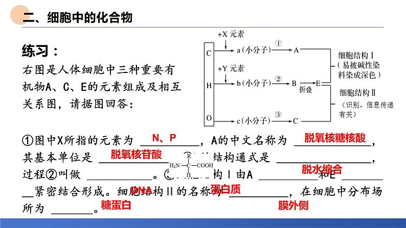 2024届高三生物一轮复习课件：考点3 细胞中的元素和化合物第8页