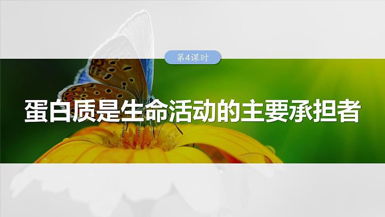 2024届高三生物一轮复习课件第4课时　蛋白质是生命活动的主要承担者第1页