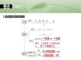 2024届高三生物一轮复习课件第4课时　蛋白质是生命活动的主要承担者