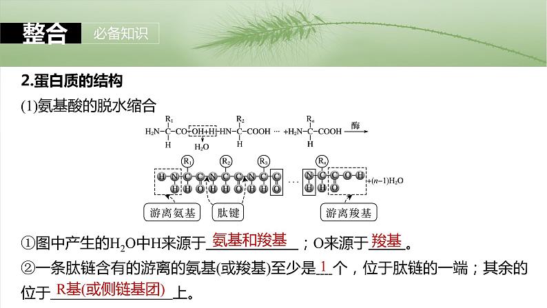 2024届高三生物一轮复习课件第4课时　蛋白质是生命活动的主要承担者第6页