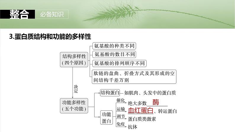 2024届高三生物一轮复习课件第4课时　蛋白质是生命活动的主要承担者第8页