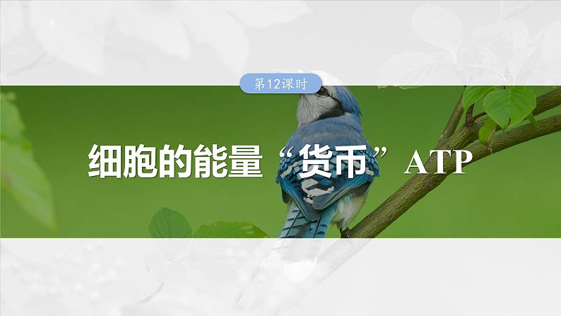 2024届高三生物一轮复习课件第三单元　第12课时　细胞的能量“货币”ATP01