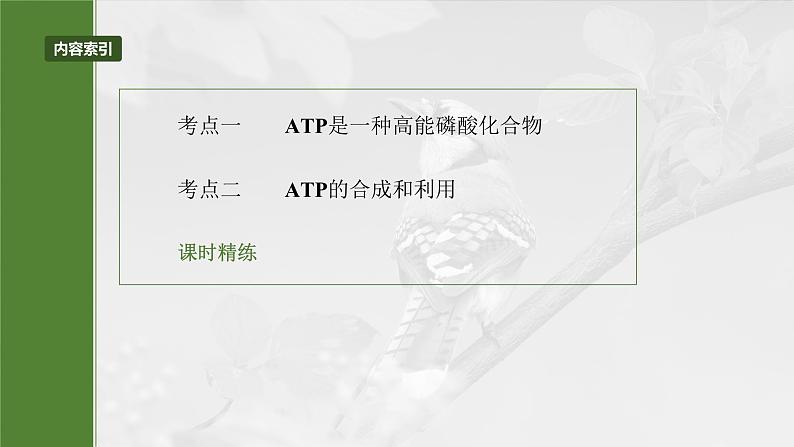 2024届高三生物一轮复习课件第三单元　第12课时　细胞的能量“货币”ATP03