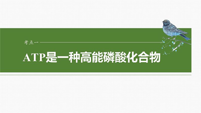 2024届高三生物一轮复习课件第三单元　第12课时　细胞的能量“货币”ATP04