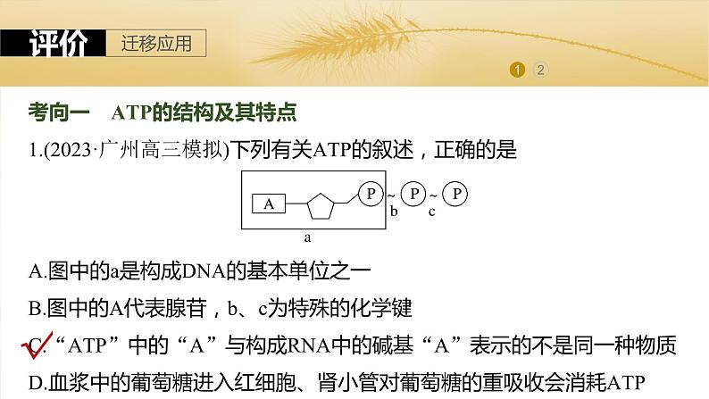 2024届高三生物一轮复习课件第三单元　第12课时　细胞的能量“货币”ATP08