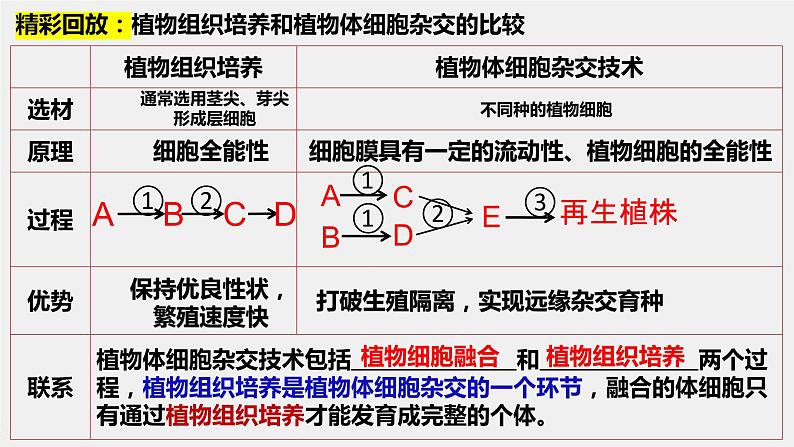 2024届高三生物一轮复习课件植物细胞工程技术第7页