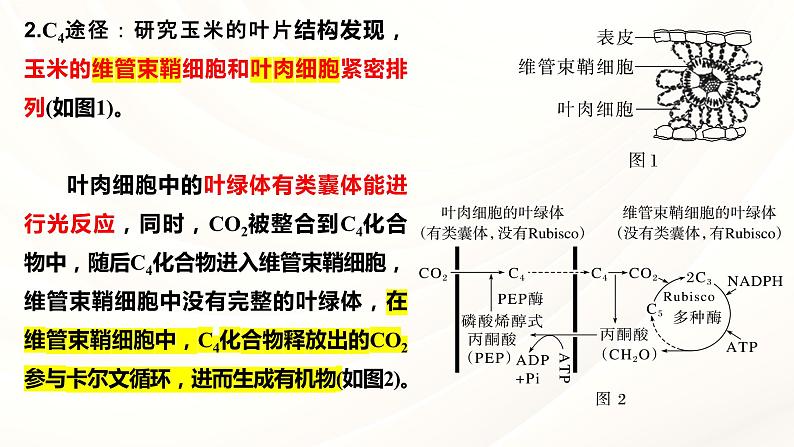 2024届高三一轮复习生物：C3植物、C4植物和CAM植物课件第3页