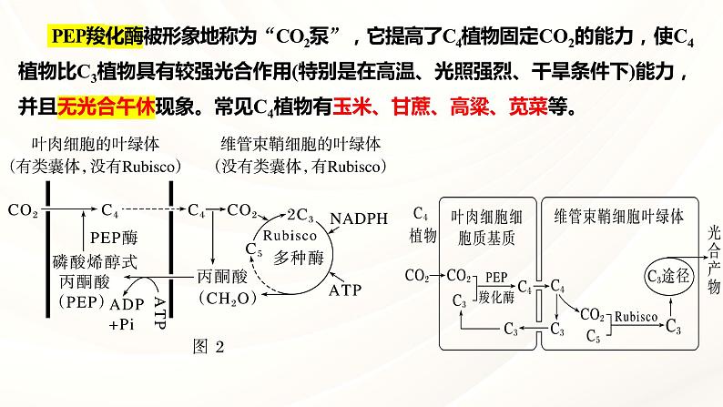 2024届高三一轮复习生物：C3植物、C4植物和CAM植物课件第4页