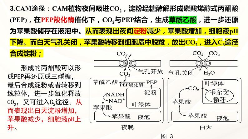 2024届高三一轮复习生物：C3植物、C4植物和CAM植物课件第5页