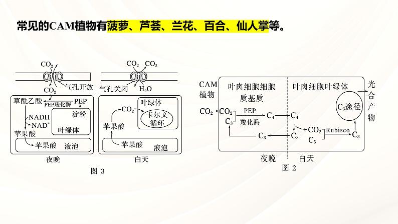 2024届高三一轮复习生物：C3植物、C4植物和CAM植物课件第6页