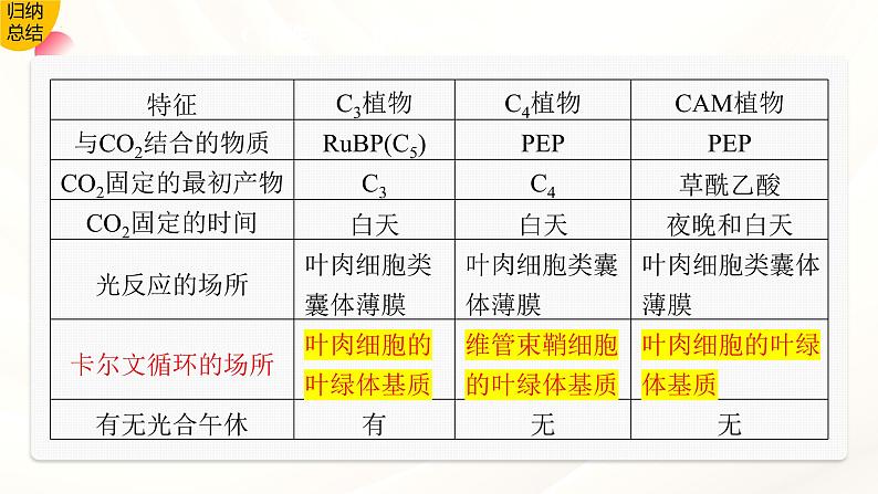 2024届高三一轮复习生物：C3植物、C4植物和CAM植物课件第8页