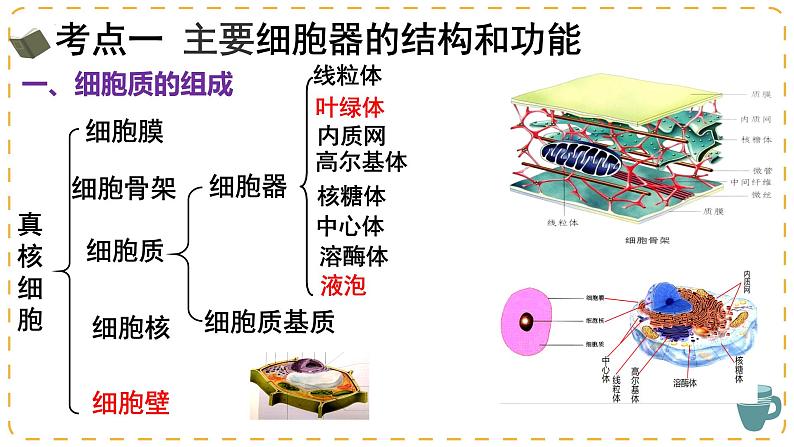 2024届高三一轮复习生物：细胞器之间的分工与合作课件06