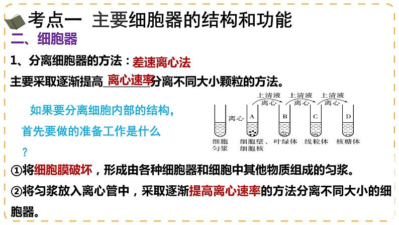 2024届高三一轮复习生物：细胞器之间的分工与合作课件08