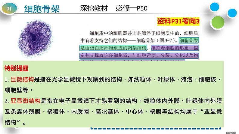 2025届高三生物人教版（2019）必修1一轮复习：细胞器之间的分工合作课件第4页