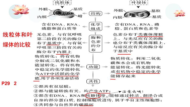 2025届高三生物人教版（2019）必修1一轮复习：细胞器之间的分工合作课件第5页