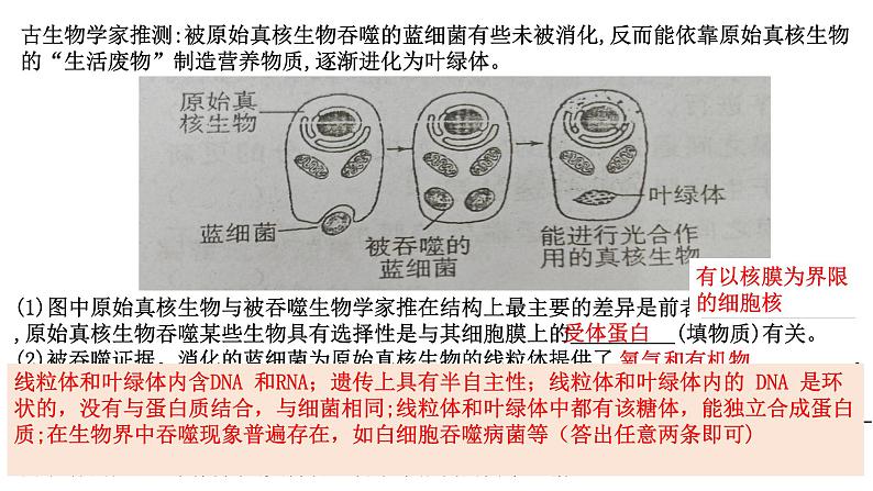 2025届高三生物人教版（2019）必修1一轮复习：细胞器之间的分工合作课件第6页