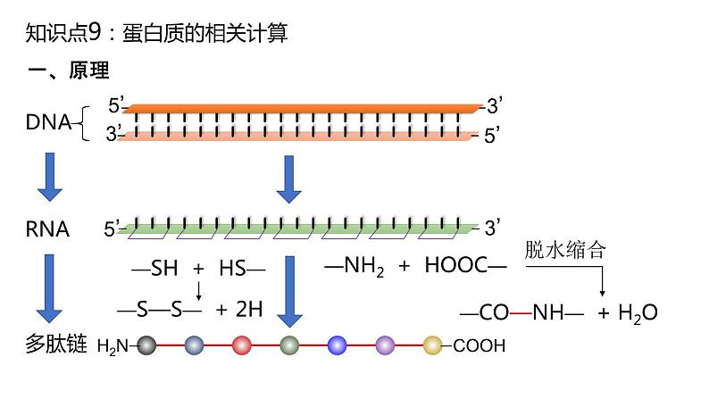 2025届高三生物一轮复习课件：蛋白质是生命活动的主要承担者（第2课时）第2页