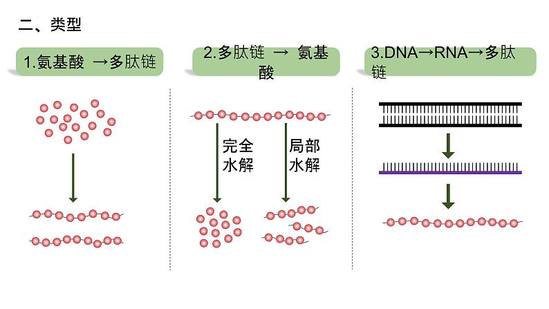 2025届高三生物一轮复习课件：蛋白质是生命活动的主要承担者（第2课时）第3页