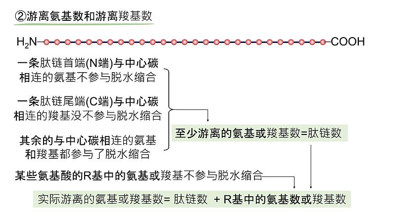 2025届高三生物一轮复习课件：蛋白质是生命活动的主要承担者（第2课时）第6页